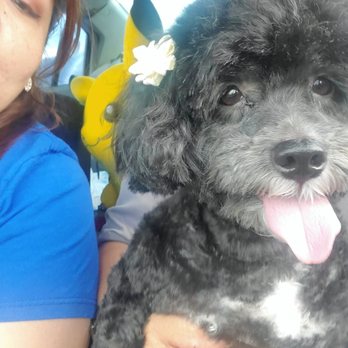 Boss The Pet Connection - Jessi - Pet Groomers Near Me - Sunrise, Florida