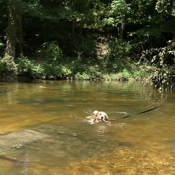 Dora Kelley Nature Park - Shallow creek perfect for dogs to swim in - Parks Near Me - Alexandria, Virginia