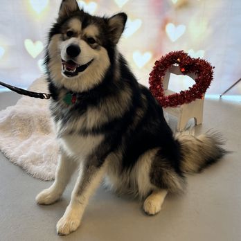 Zoom Room Dog Training - Pet Training Near Me - Indian Trail, North Carolina Zoom Room Dog Training - Pet Training Near Me - Indian Trail, North Carolina