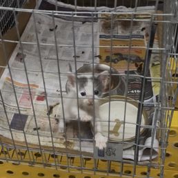 Conditions the kitten was in in the store