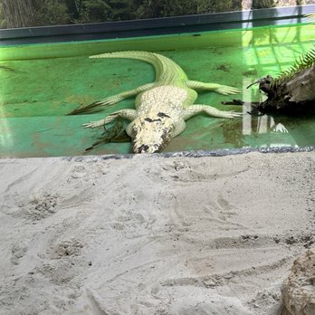Gatorland - Zoos Near Me - Orlando, Florida Gatorland - Zoos Near Me - Orlando, Florida