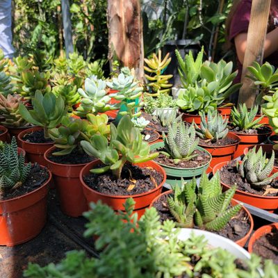 Denio's Farmers Market & Swap Meet by null