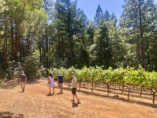 Red Cap Vineyards by null