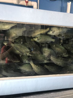 D&K Live Seafood by null