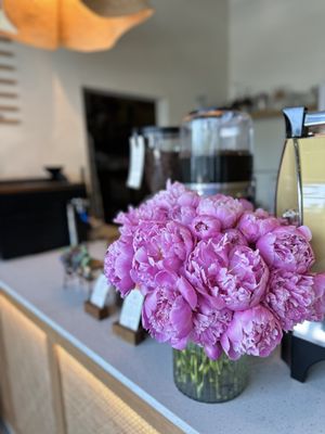 Magdalena Coffee & Houseplants by null