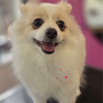 Simba's Pet Grooming - Business instagram - Pet Groomers Near Me - Pasadena, California