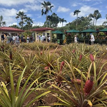 Dole Plantation - Growing from the ground - Tours Near Me - Wahiawa, Hawaii Dole Plantation - Growing from the ground - Tours Near Me - Wahiawa, Hawaii