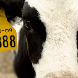 Monument Farms Dairy