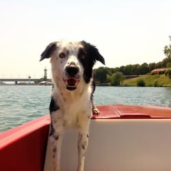 Booteria - Hundetauglichkeit gegeben
