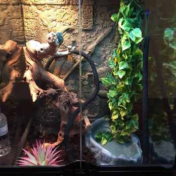 Petco - Dutty loves his new home! - Pet Stores Near Me - Las Vegas, Nevada Petco - Dutty loves his new home! - Pet Stores Near Me - Las Vegas, Nevada