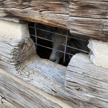 Littleton Museum - There is a lower window so the children can look in on the animals. - Museums Near Me - Littleton, Colorado Littleton Museum - There is a lower window so the children can look in on the animals. - Museums Near Me - Littleton, Colorado