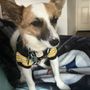 Photo of Wiscoy For Animals