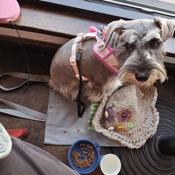 The Grooming Room - Mini-Schnauzer, Lottie-B
Love's Natasha's Grooming Room, Auburn, CA - Pet Groomers Near Me - Auburn, California The Grooming Room - Mini-Schnauzer, Lottie-B
Love's Natasha's Grooming Room, Auburn, CA - Pet Groomers Near Me - Auburn, California