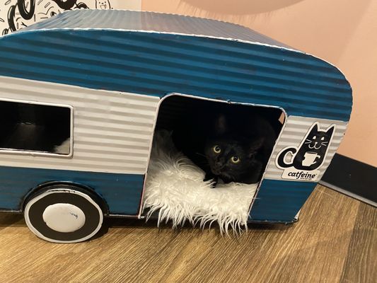 Catfeine Cat Cafe by null