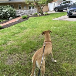 Cody Pet Hospital - front of building/lawn/walkway