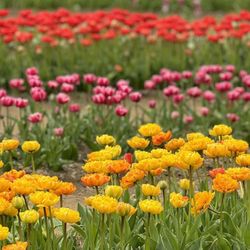 Wicked Tulips Flower Farm