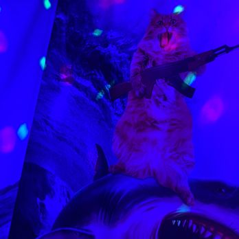100% Taquito - Cat ridding on shark with an AK-47 - Mexican Near Me - Houston, Texas