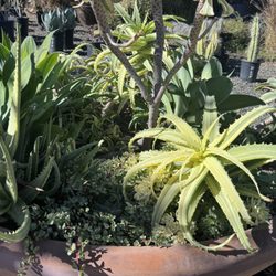 Just a few more pics of the wonderful plants at the MADD Potter!