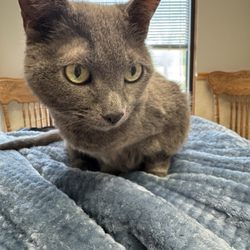 Community Veterinary Clinic - My cat Lilac