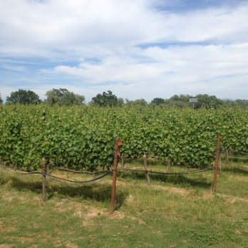 Lynmar Estate Winery - Rows of grape plants~ - Wine Tasting Room Near Me - Sebastopol, California Lynmar Estate Winery - Rows of grape plants~ - Wine Tasting Room Near Me - Sebastopol, California