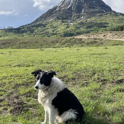 Gunnison Valley Veterinary Clinic
