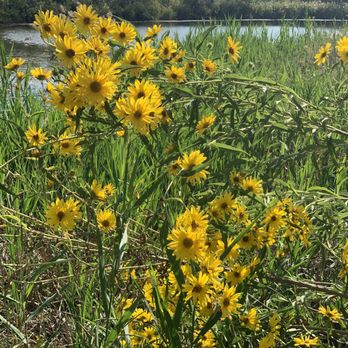Cedar Ridge Preserve - Hiking Near Me - Dallas, Texas