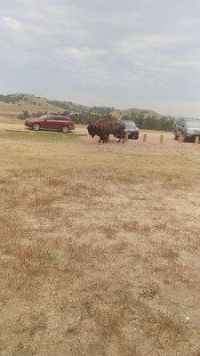 Sage Creek Campground by null