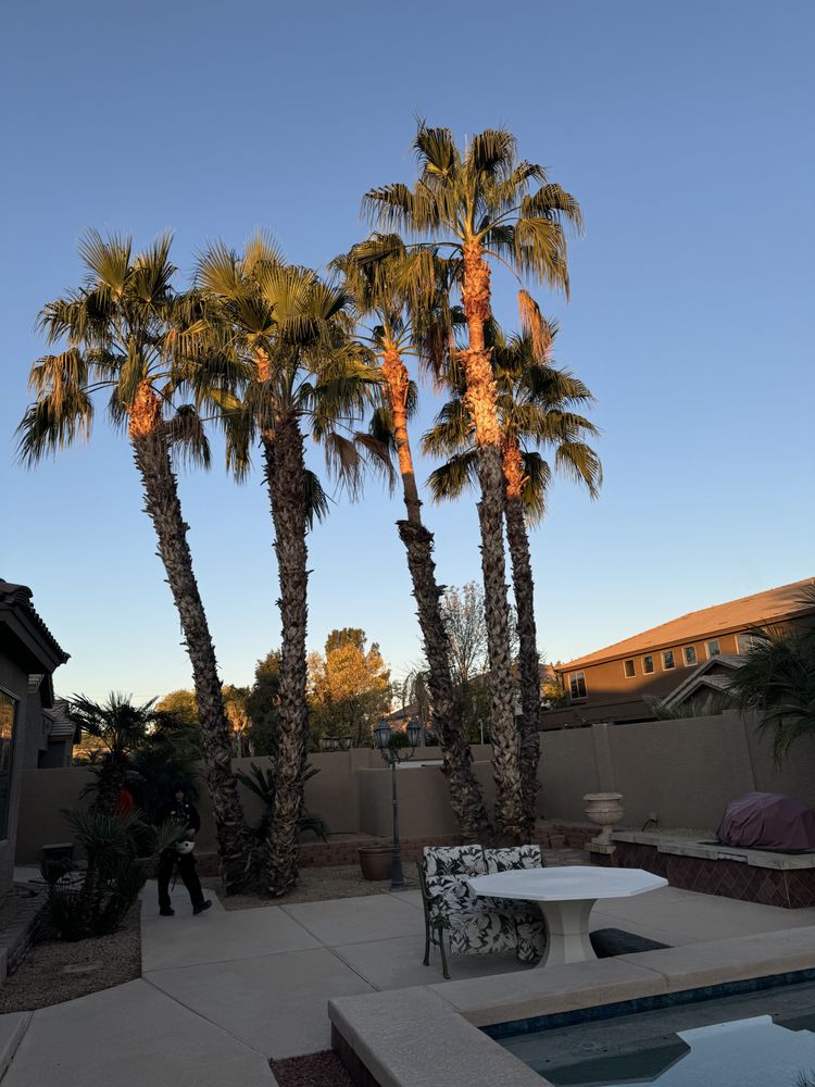 Bros Tree Care - tree service in Phoenix, AZ