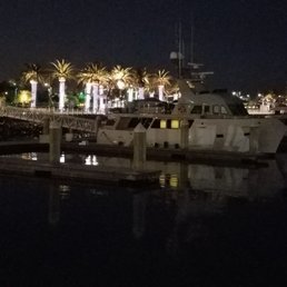 Mature palm trees lit up at night.