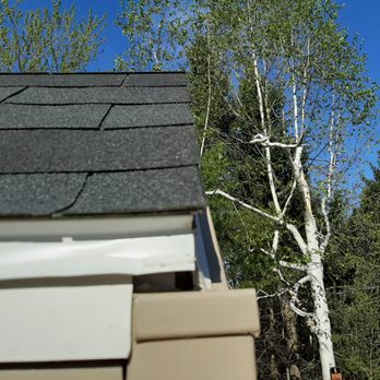 Tola Restoration and Painting - a white birch tree - Painters Near Me