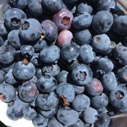 Faithful Farm - Fresh Blueberries