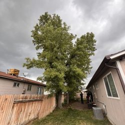 Viking Tree Services