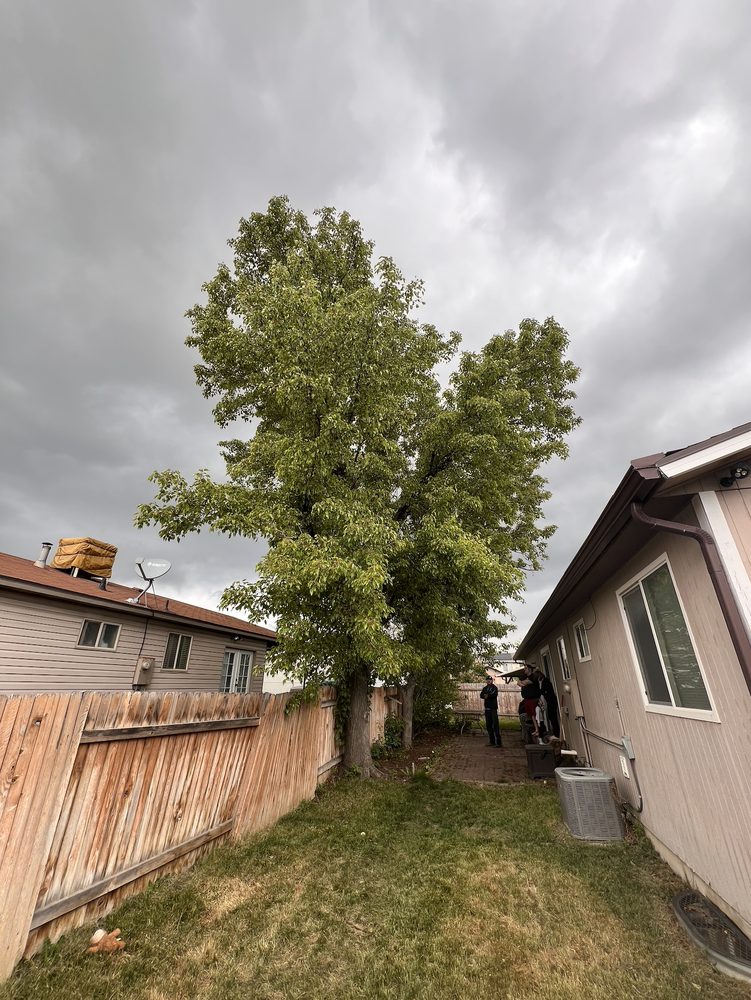 Viking Tree Services - tree service in Payson, UT