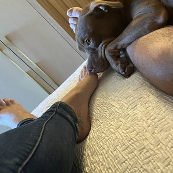 Seaway Inn - Our Embered Flame, resting on the comfy bed with us, in her first dog friendly hotel. - Hotels Near Me - Santa Cruz, California