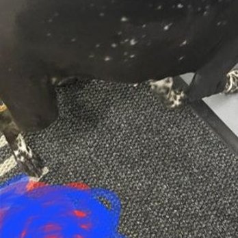 PetSmart - Pet Training Near Me - Washington, DC, District of Columbia
