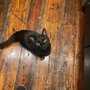 Photo of Crate Escape Pet Care