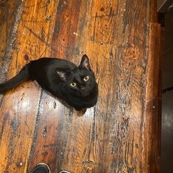Crate Escape Pet Care - Photo one of the cat sitters took of Jack!
