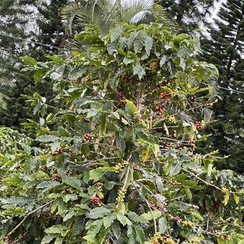 Ka'u Coffee Mill - Coffee & Tea Near Me - Pahala, Hawaii