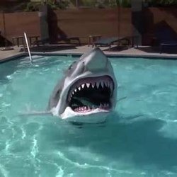 DO NOT SWIM AT THIS POOL! SHARKS KEEP POPPING UP FROM THE BOTTOM OF THE VENTS!!