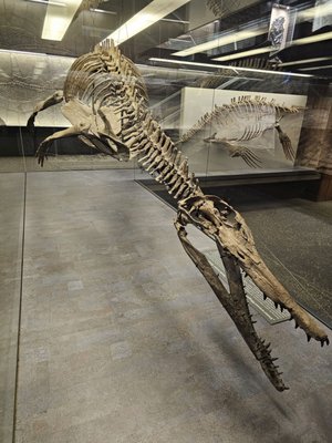 Senckenberg Nature Museum by null