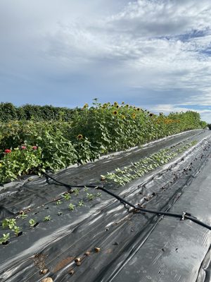 Marker-Miller Orchards by null