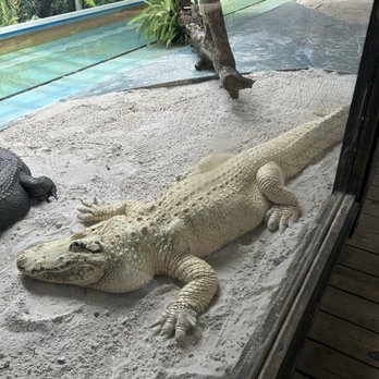 Gatorland - I think this was one of the albino's - Zoos Near Me - Orlando, Florida Gatorland - I think this was one of the albino's - Zoos Near Me - Orlando, Florida