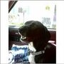 Photo of SweetPaws Pet Sitting Service