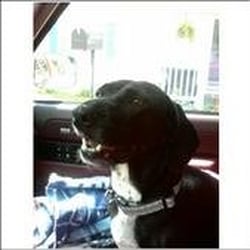 SweetPaws Pet Sitting Service - Our mascot!!