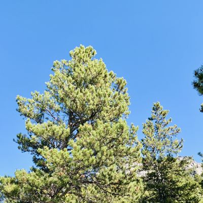 Golden Gate Canyon State Park by null