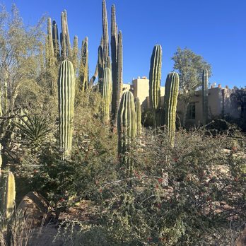 Desert Botanical Garden - Botanical Gardens Near Me - Phoenix, Arizona