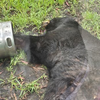 Flamingo Gardens - Bear napping next to a keg! - Botanical Gardens Near Me - Davie, Florida Flamingo Gardens - Bear napping next to a keg! - Botanical Gardens Near Me - Davie, Florida