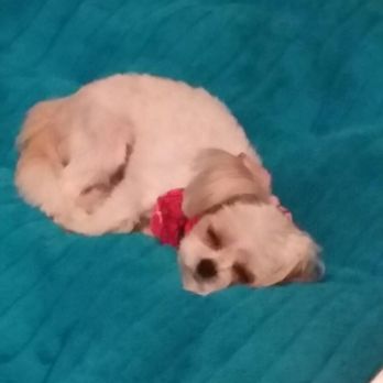 The Puppy Shop - Tired out after her full service appointment - Pet Groomers Near Me - Berwyn, Illinois
