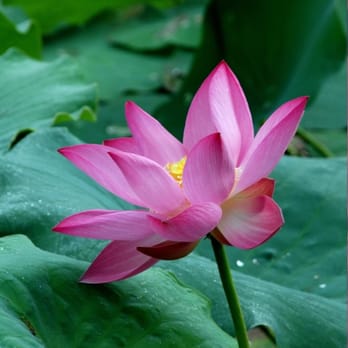 No. 1 Chinese Restaurant - a pink lotus flower - Chinese Near Me - Rutland, Vermont No. 1 Chinese Restaurant - a pink lotus flower - Chinese Near Me - Rutland, Vermont