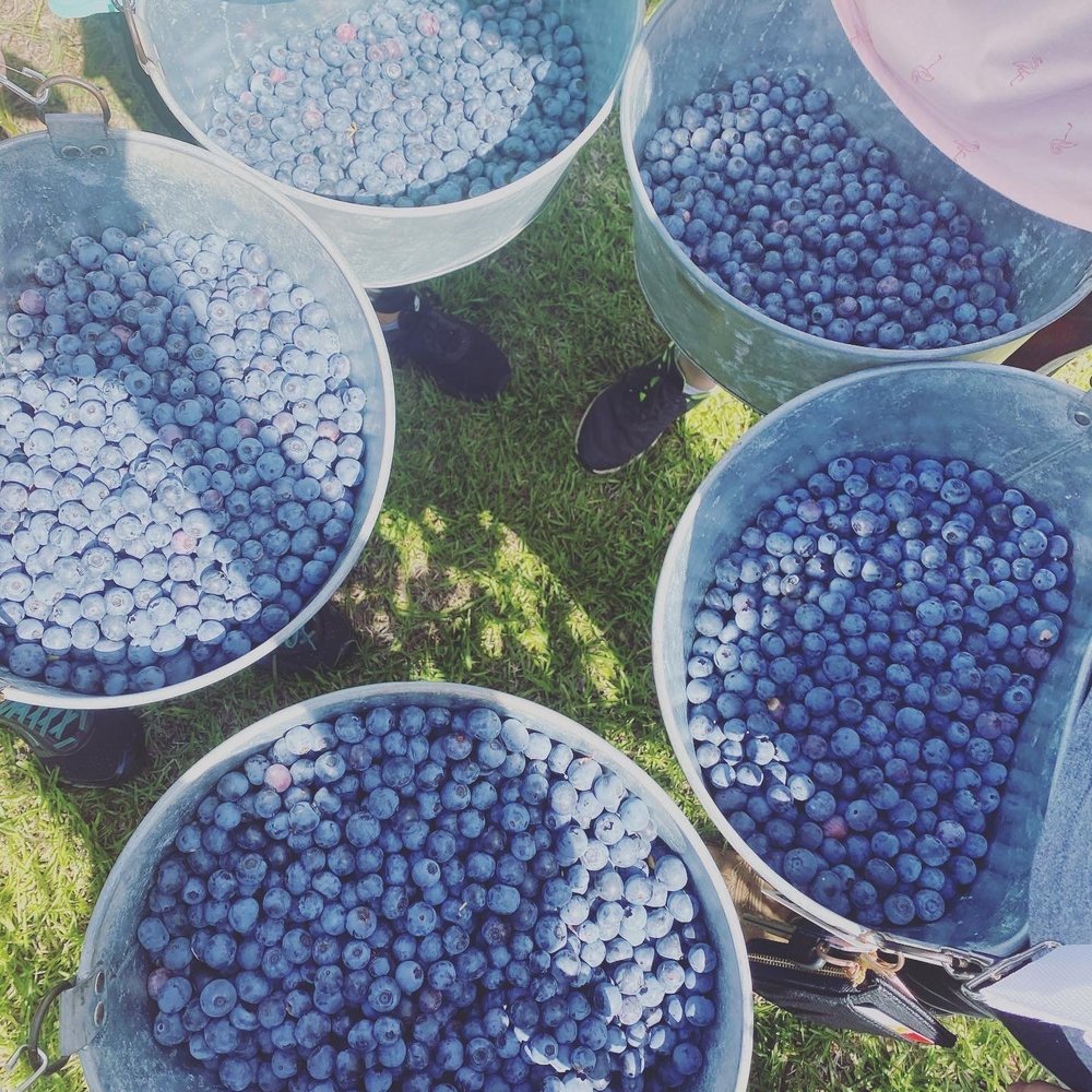 Champion U-Pick Blueberries - Pick Your Own Farms Near Me - Pine Mountain, Georgia Champion U-Pick Blueberries - Pick Your Own Farms Near Me - Pine Mountain, Georgia
